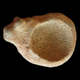 An engraving of a cow-like creature found at the site.
